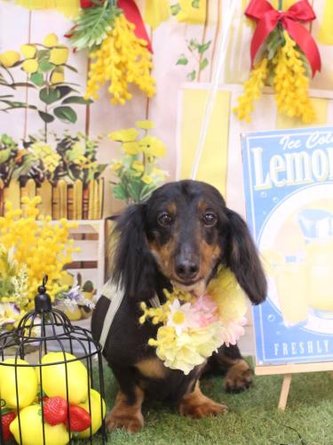 20240420オレンジくん